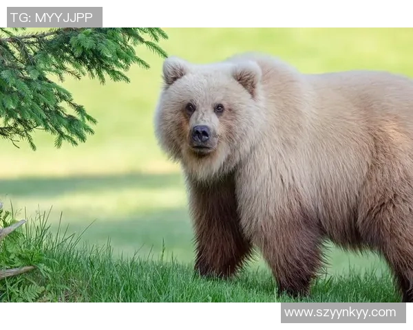 灰熊栖息地保护与生态平衡:探索灰熊在自然环境中的重要角色与未来挑战 灰熊栖息地保护与生态平衡:探索灰熊在自然环境中的重要角色与未来挑战